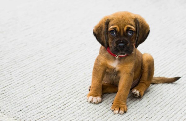 What's the Best Approach to Wean Puppies Onto Solid Food?
